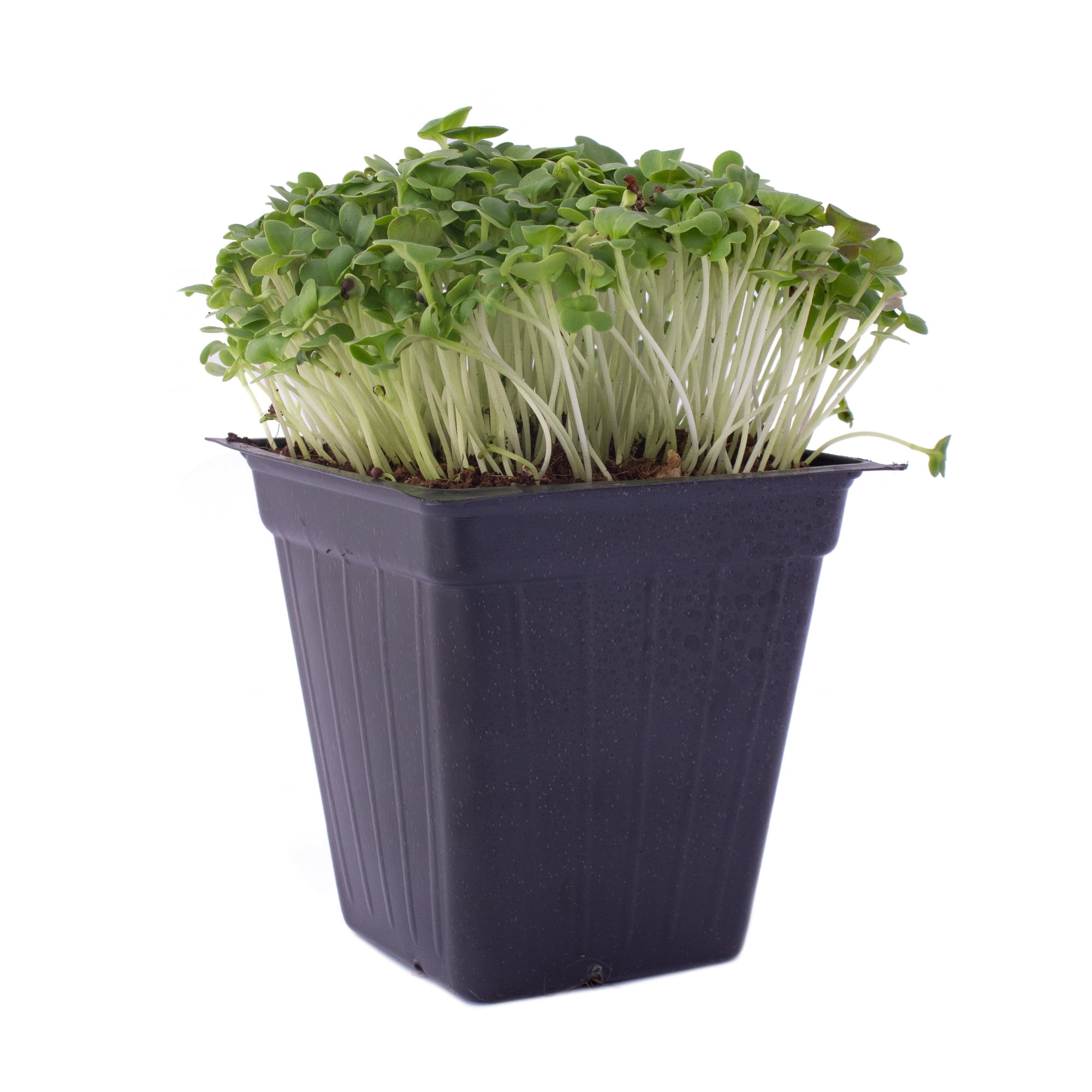 Green Cabbage Microgreens Seeds 25 Lb Bulk 2.7M Seeds High