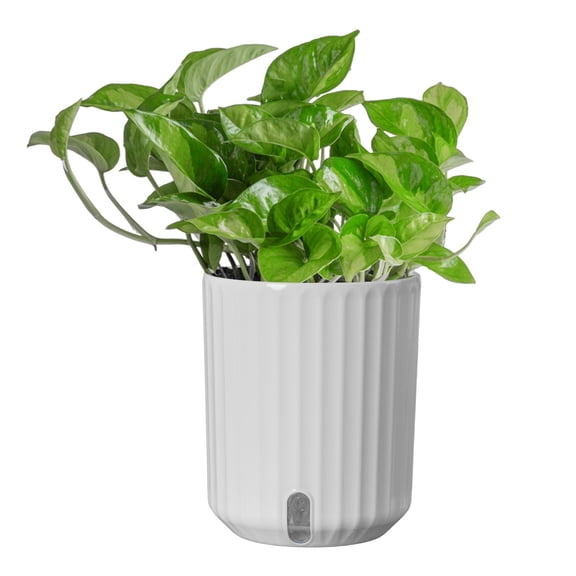 Costa Farms 12" Global Green Pothos Live House Plants in 5" Self-Watering Planter