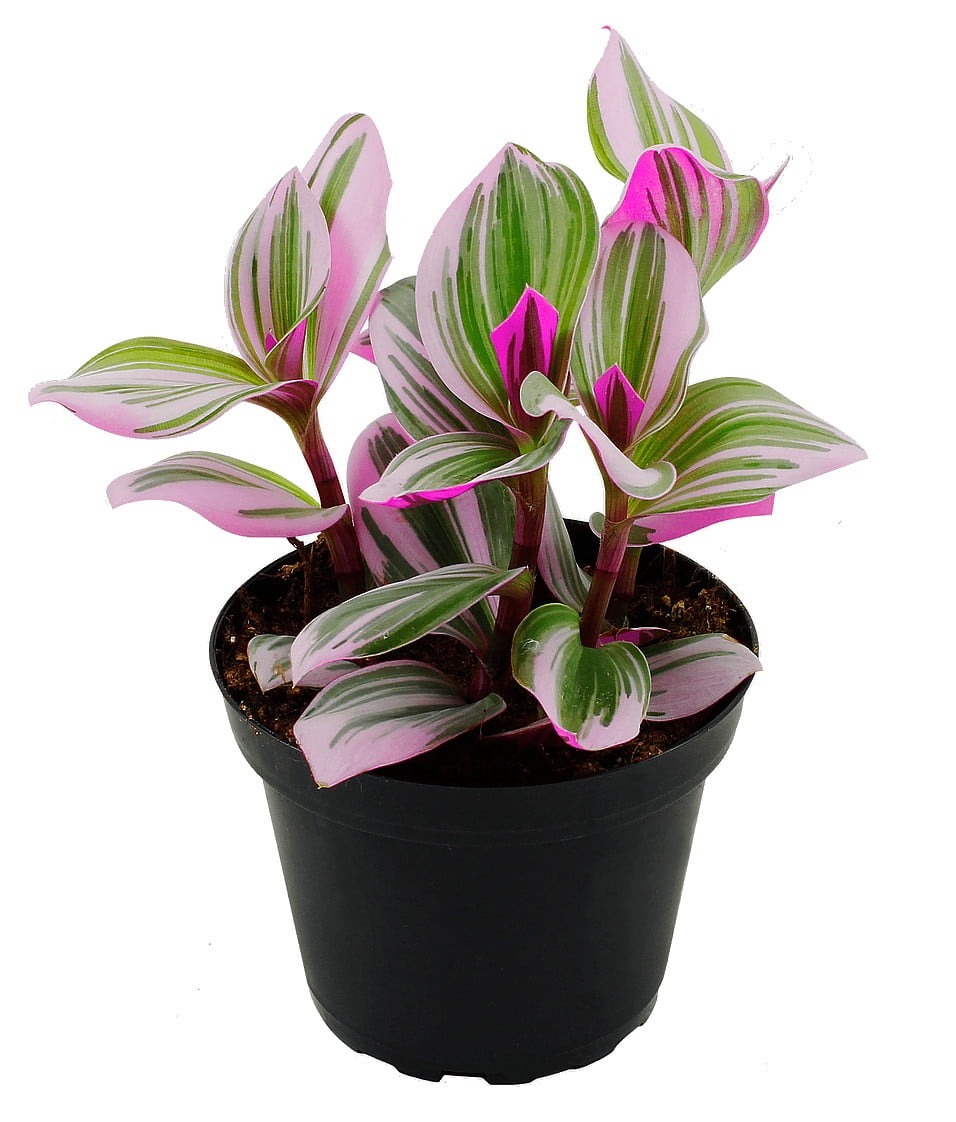 Rare Nanouk Pink Wandering Jew Tradescantia 4 Pot Collector S Series Walmart Com Walmart Com