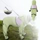 thumbnail image 1 of Chubasquero con capucha transparente y orificios para el cinturón, cubre todas las piernas, seco, ligero y transpirable, apto para perros de tamaño pequeño/mediano, 1 of 8