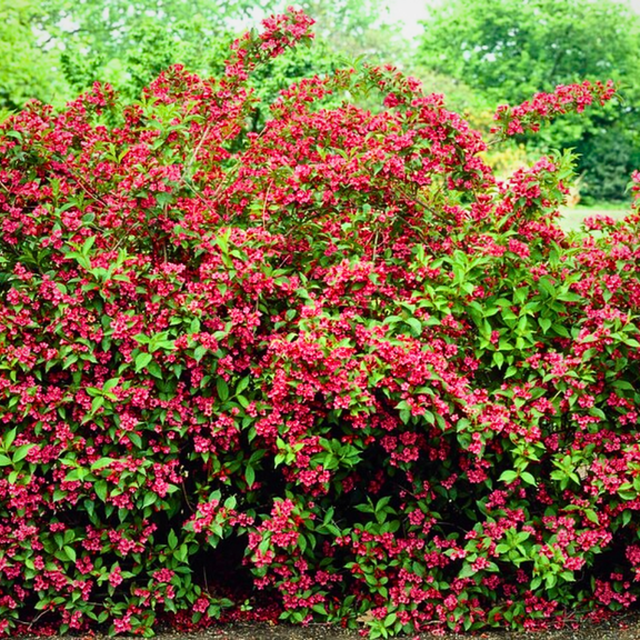 Red Weigela Dormant Shrubs, Weigela Flower Plant in 4 inches Pot for Outdoor Garden
