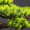 thumbnail image 3 of Adornos de árbol bonsái artificiales de resina, decoración ligera y de lujo for sala de estar, entrada, oficina y escritorio., 3 of 6