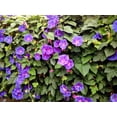 thumbnail image 3 of 50 Mixed JAPANESE MORNING GLORY Ipomoea Nil Flower Vine Color Mix Bicolor Tricolor Blue Red White Pink Purple Violet Seeds, 3 of 11