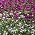 thumbnail image 2 of Globe Amaranth Gomphrena Flower Seed Mix - 2000 Seeds, 2 of 2