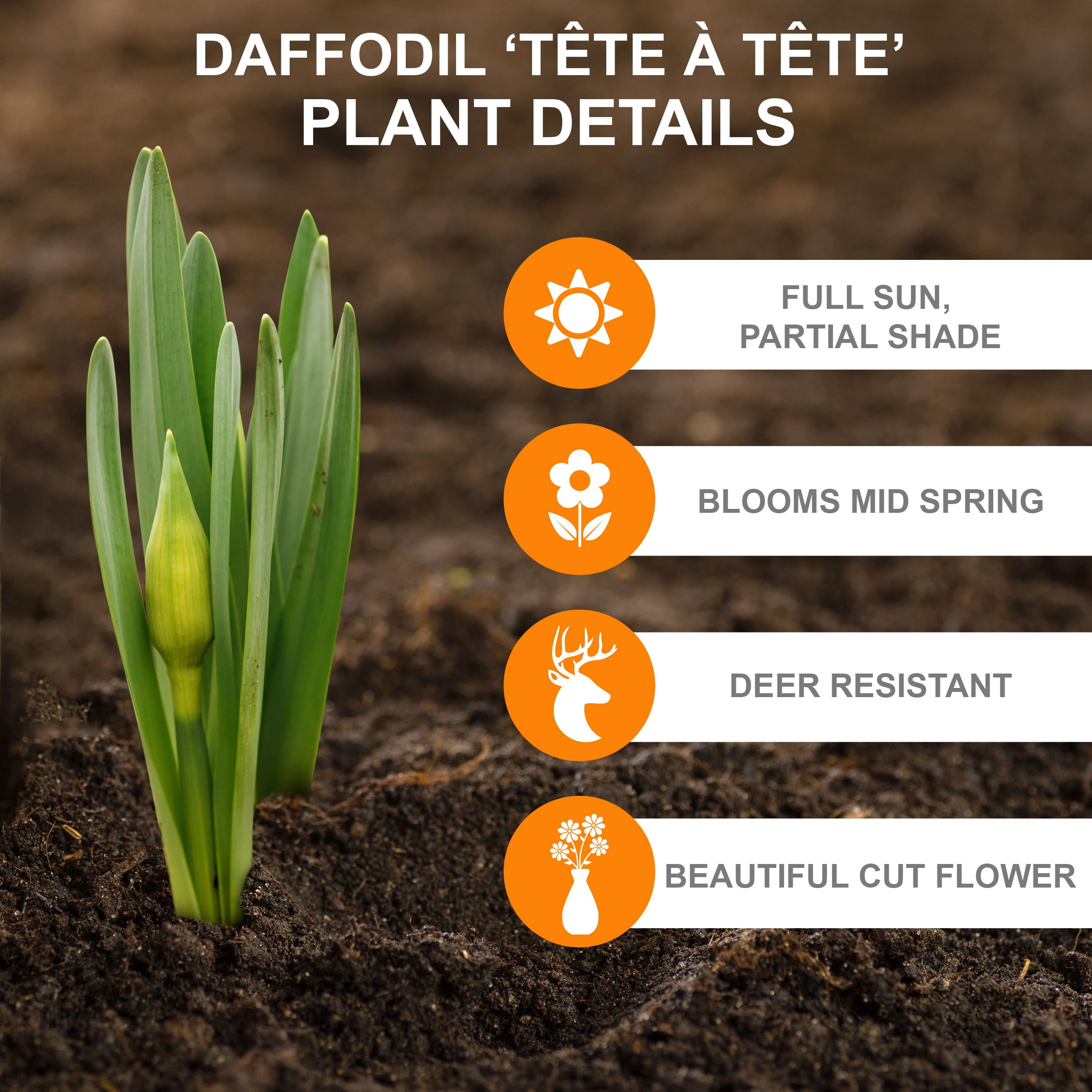 Garden State Bulb Narcissus Tete-a-Tete Daffodil Flower Bulbs, 12/14cm (Bag of 250)