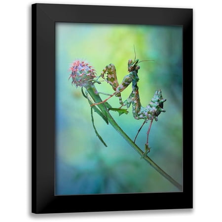 Hoffman, Jimmy 12x14 Black Modern Framed Museum Art Print Titled - Nymph