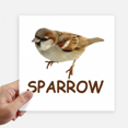 thumbnail image 1 of Food Search Sparrows Birds Sticker Tags Wall Picture Laptop Decal Self adhesive, 1 of 1
