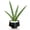 B, variant on Live Golden Finger Cactus Mammillaria Elongata, Bare Root Succulent Plant, Low Maintenance Indoor & Outdoor Desert Cactus for Home Office Garden Decoration