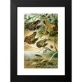 thumbnail image 2 of Bruno Dürigen 17x24 Black Modern Framed Museum Art Print Titled - Pelobates Dark, Frog Agilis, Rana Arvalis, Frog Dumb (1897), 2 of 5