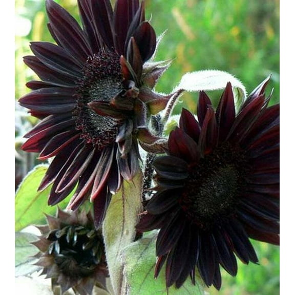 25 Velvet Queen Black Sunflower Seeds Flowers Seed Flower Perennial Bloom 235
