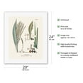 thumbnail image 2 of Tucum Palm Tree (Astrocaryum Vulgare) - Flower and Seed - Vintage Botanical Illustration by Carl Friedrich Philipp von Martius c.1820s - Fine Art Rolled Canvas Print 16in x 20in, 2 of 4