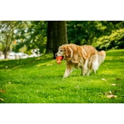 (2 pack) Hartz Dura Play Rocket Dog Toy, Large, Latex, Color May Vary