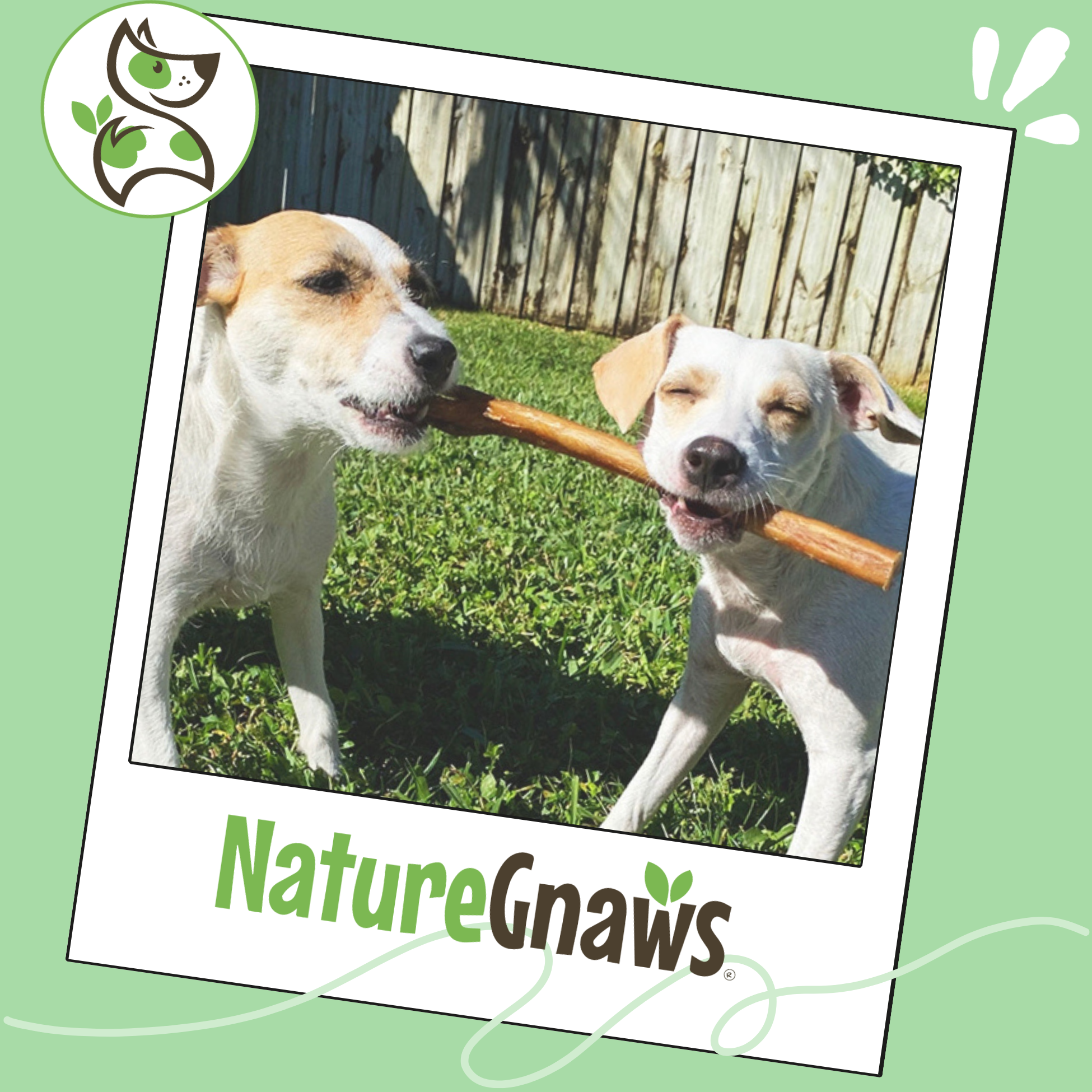 Nature Gnaws Large Bully Sticks, Natural Beef Dog Chews photo 6