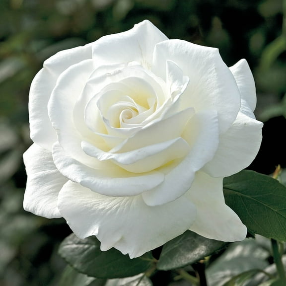 John F. Kennedy Dormant Bare Root Hybrid Tea Rose, Includes one dormant plant per order