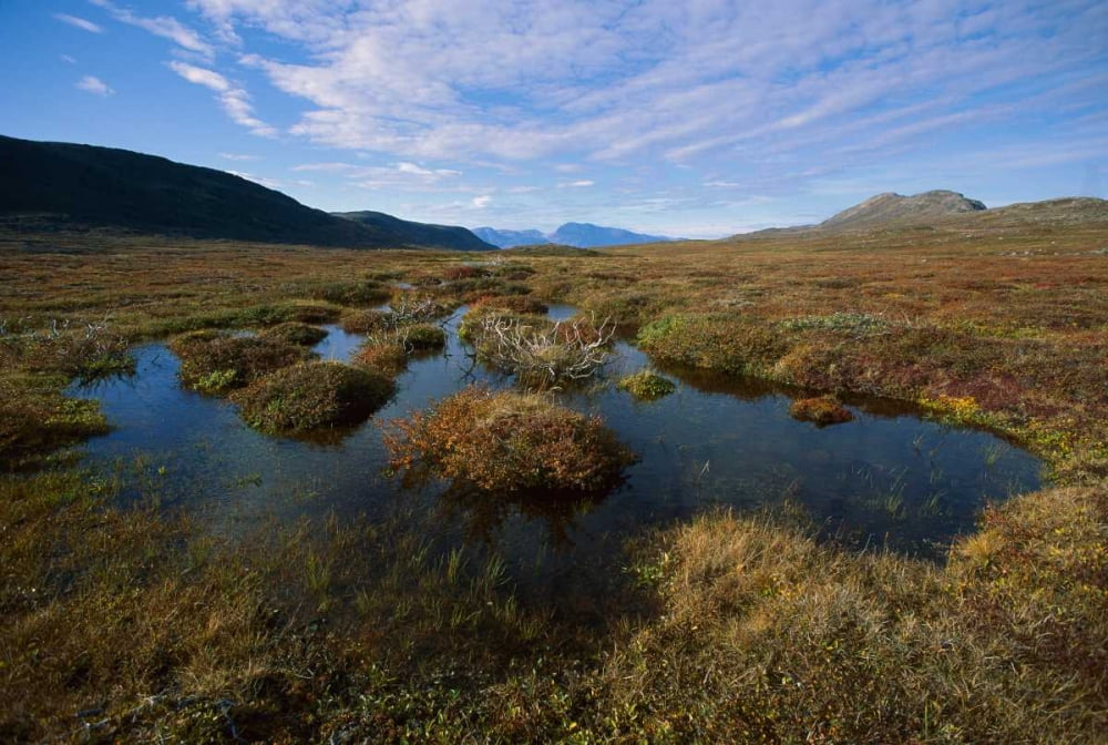 Tundra bog in autumn colors Labrador Coast Newfoundland Canada Poster