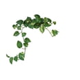 thumbnail image 3 of Golden Devil's Ivy - Pothos - Epipremnum - 4" Pot - Easy House Plant, 3 of 4