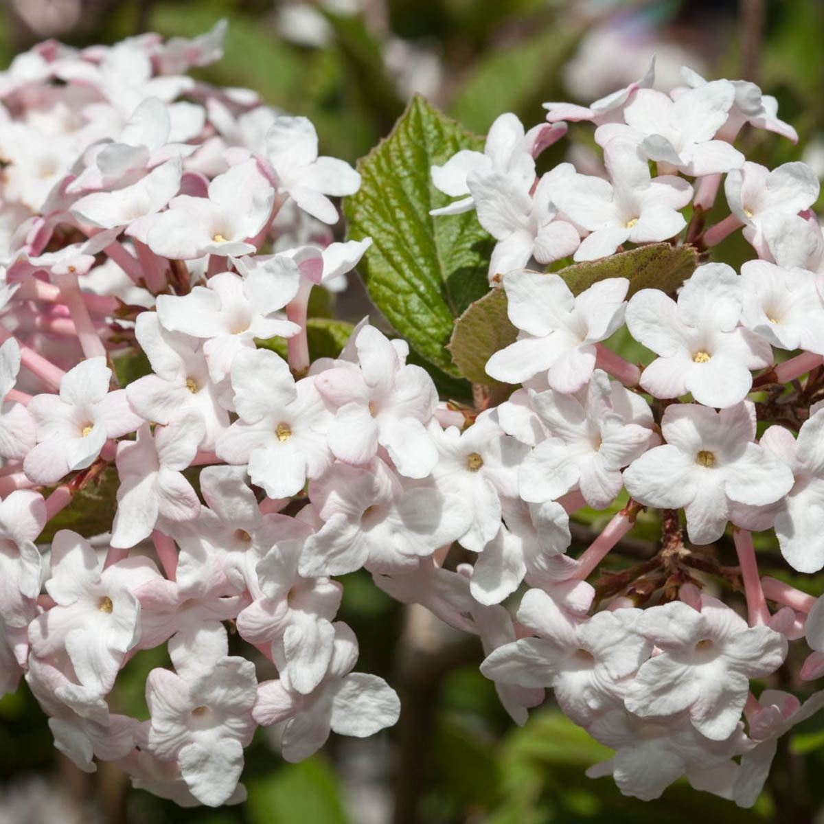 Spring Hill Nurseries White Flowering Fragrant Korean Spice Viburnum 4