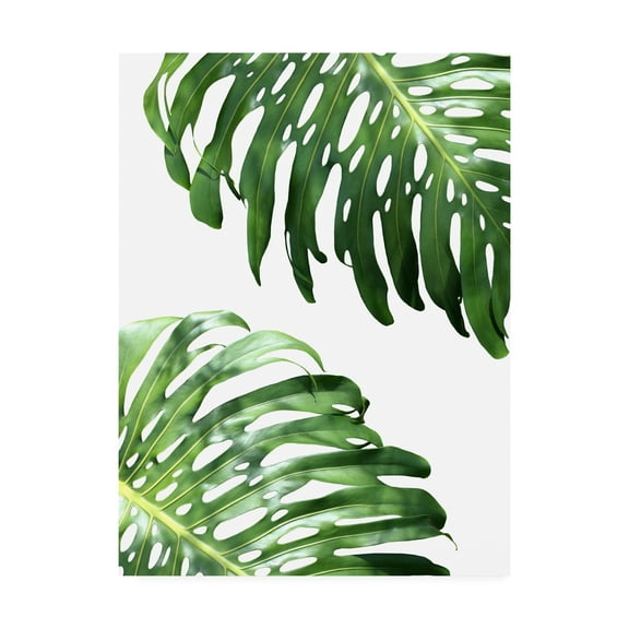 Trademark Fine Art 'Double Philodendron (color)' Canvas Art by Lexie Gree