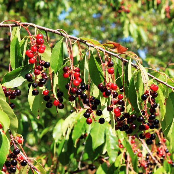TomorrowSeeds - Black Cherry Tree Seeds - 150  Count - For 2026 Planting Prunus Serotina White