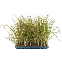 Red Fountain Grass  10 Live Plants  Pennisetum Setaceum Rubrum  Blooming Ornamental Grass