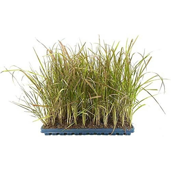 Red Fountain Grass  10 Live Plants  Pennisetum Setaceum Rubrum  Blooming Ornamental Grass