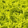 thumbnail image 1 of Relleno de papel arrugado Mefleet, 0,9 kg, verde claro, 1 of 7