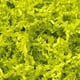 thumbnail image 1 of Relleno de papel arrugado Mefleet, 0,9 kg, verde claro, 1 of 7