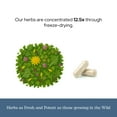 thumbnail image 6 of Eclectic Herb Freeze Dried, Lymphatic & Blood Cleanse, 285 mg, 45 Veg Caps, 6 of 6