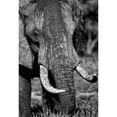 thumbnail image 3 of Niassa Lion Project 11x14 Black Modern Framed Museum Art Print Titled - Tusks, 3 of 5