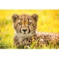 thumbnail image 2 of Animal Photography 18x13 White Modern Wood Framed Museum Art Print Titled - Cheetah, 2 of 4