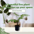 thumbnail image 4 of BubbleBlooms Alocasia Brancifolia 4 inch Rare House Plant, 4 of 9