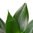 thumbnail image 2 of Snake Plant Jade | Live Plant for Indoor & Outdoor, 2 of 3