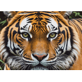 thumbnail image 3 of LUUFILx Realistic Tiger Portrait Banner Background Backdrop, Jungle Themed Party Decorations, Suitable, 3 of 7