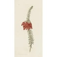 thumbnail image 2 of Hendrik Schwegman 14x24 Black Ornate Framed Double Matted Museum Art Print Titled: Flowers (Erica Mammosa) (1793), 2 of 5