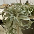thumbnail image 3 of ragnaroc Live Air Plant - Tillandsia Xerographica, Jumbo 6-9” – 1 ct - Ideal for Gifts & Presents, Live Indoor Plants & Live House-Plants – Live Plants for Home décor, 3 of 8