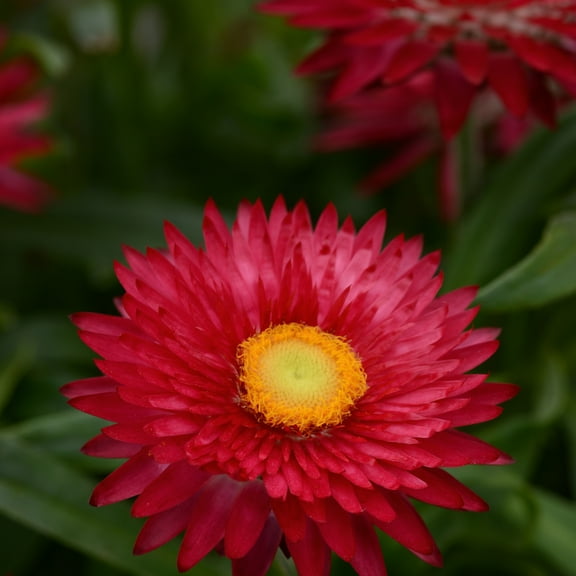 Outsidepride Helichrysum Scarlet - 10000 Seeds