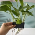 thumbnail image 1 of Decorations Rack Durable Hanging Plant Pot for Aquarium/Fish Tank (B), 1 of 7