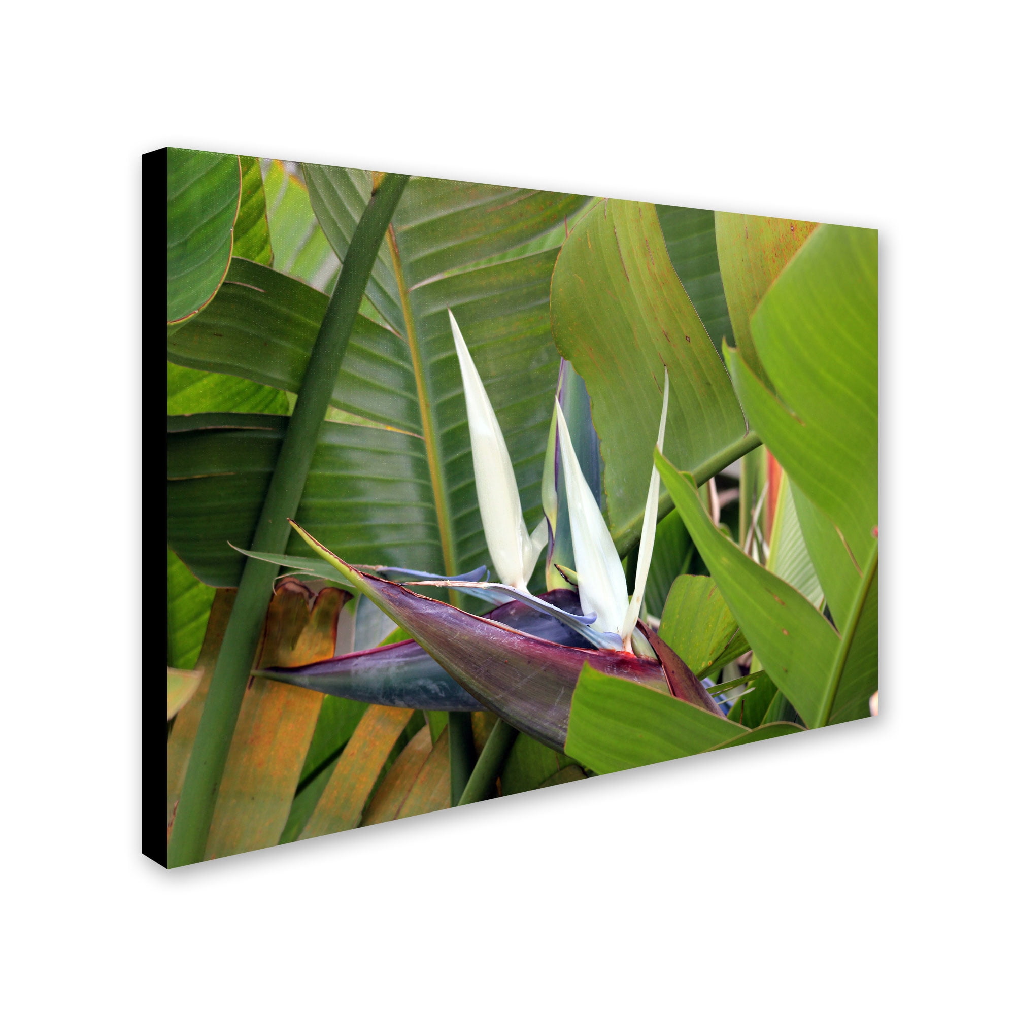 Trademark Fine Art "Paradise 2" Canvas Wall Art by Patty Tuggle