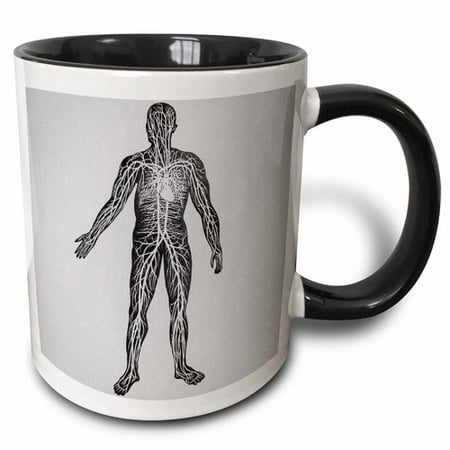 Vintage Glass Slide 3dRose Vintage Medical Study Glass Slide the Human Circulatory System 1900 Coffee Mug ()