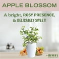 thumbnail image 4 of Mrs. Meyer’s Vinegar Gel Cleaning Spray, Bathroom Use, No-Rinse Formula, Plant-Derived Cleaning Ingredients, Apple Blossom, 16 Fl Oz, Pack of 1, 4 of 6