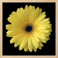 thumbnail image 2 of Yellow Gerbera Daisy, Botanical Framed Art Print Wall Art by Jim Christensen Sold by Art.Com, 2 of 5