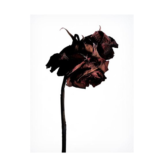 Trademark Fine Art Shiro Miyake dried flower Canvas Wall Art