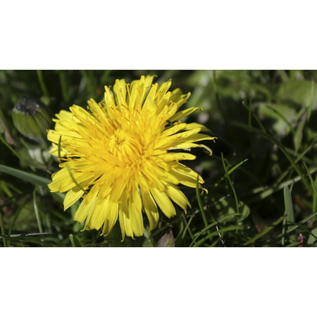 Canvas Print Spring Summer Nature Color Dandelion Grass Yellow Stretched Canvas 10 x (Best Way To Kill Dandelions And Not Grass)