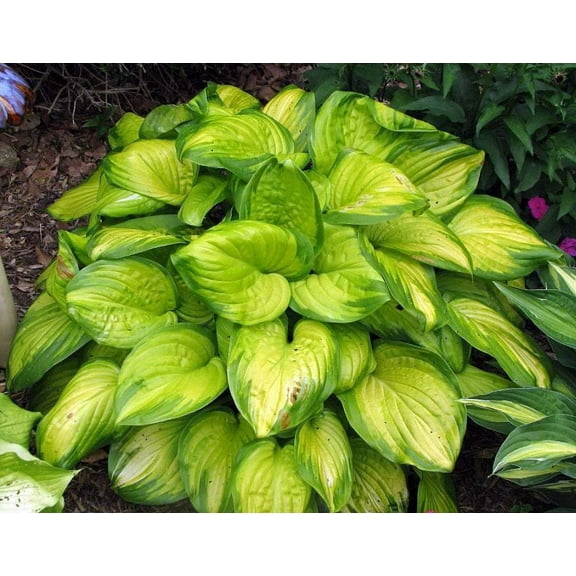 Stained Glass Hosta - HOSTA of the YEAR 2006! - Live Plant - Gallon Pot