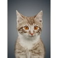 thumbnail image 2 of Prime, Marcus 25x32 White Modern Wood Framed Museum Art Print Titled - Boundless Cuteness 5, 2 of 4