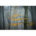 thumbnail image 2 of Zocchi, Alessandro 14x11 Black Ornate Wood Framed with Double Matting Museum Art Print Titled - Beech Forest In Autumn, 2 of 4