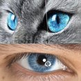 thumbnail image 1 of [Nuevo Producto] AMARA 2pcs Hombres Gris/Marrón Lentes De Contacto Ojo De Gato Suaves Gafas Anuales Cosméticos Lente Suave 0.00, 1 of 3