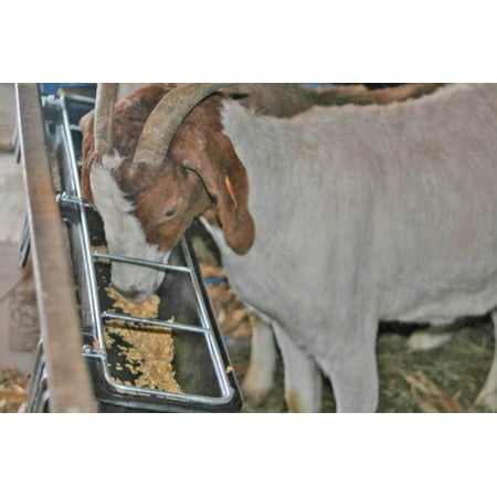 ® Hook Over Goat Trough | Fence Feeder Trough | Hook and Mount Feeder | 9 Quart