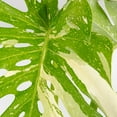 thumbnail image 3 of Costa Farms Live Monstera Deliciosa Thai Constellation in 10in Growers Pot, 3 of 6