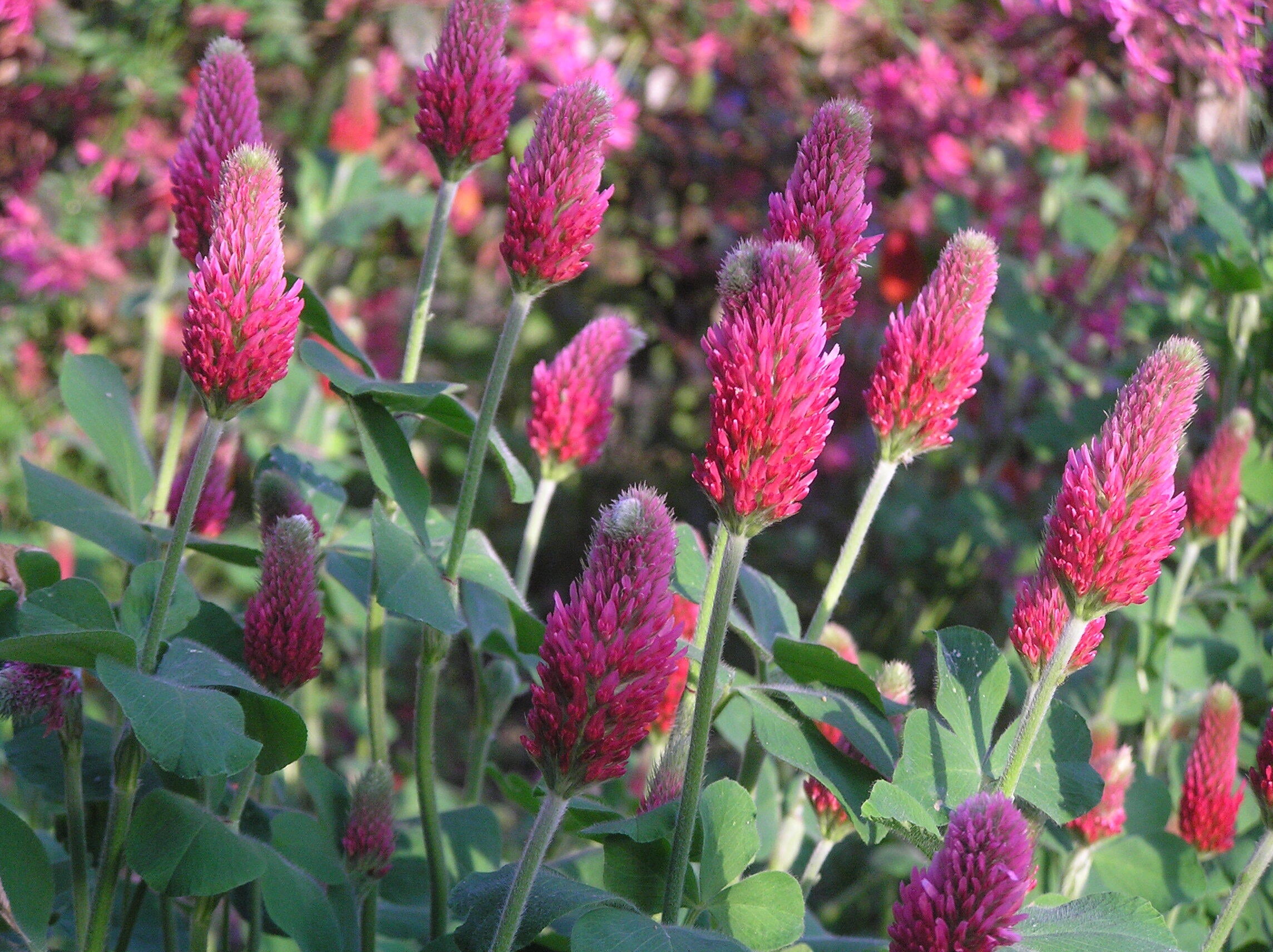 Hale Habitat & Seed Completely Clovers Food Plot Seed Mix, Perennial Year-Round Attractant, 1/2 Acre